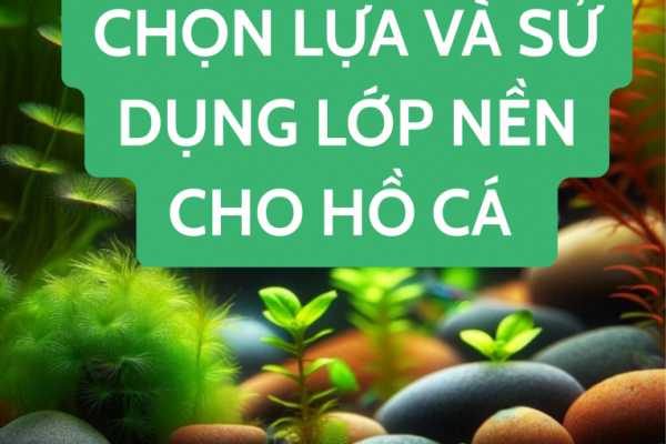 Hướng Dẫn Chọn Lựa Và Sử Dụng Lớp Nền Cho Hồ Cá